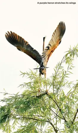  ??  ?? A purple heron stretches its wings T A N G I T U M L E H