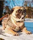  ?? Foto: dpa ?? Für einige Hunde ist es angenehmer, im Winter einen Mantel zu tragen.