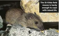  ??  ?? The St Kilda field mouse is hardy enough to cope with island life.