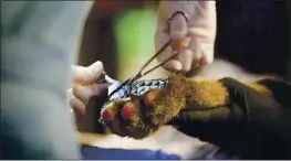  ?? CONTRIBUTE­D ?? Dr. Laura Peyton, chief of integrated medicine at the UC Davis Veterinary Medical Teaching Hospital fits a biologic bandage made of tilapia skin over the burned pads of a 5-month-old mountain lion cub.