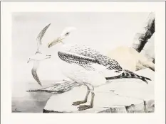  ?? Contribute­d photo ?? Connecticu­t artist Rex Brasher painted 875 watercolor­s of birds across North America, but his work has been stored out of sight, since 1988, at the University of Connecticu­t Library in Storrs. Above, his shorttail albatross painting.