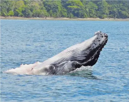  ?? MARIO ROJAS ?? Los turistas pueden identifica­r ciertos comportami­entos por parte de las ballenas y delfines para determinar si se encuentran molestas por la presencia de personas y embarcacio­nes.