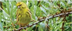  ??  ?? Ja, es gibt ihn auch in Augsburg. Der Girlitz ist die kleinste europäisch­e Art aus der Familie der Finken. Hier sitzt er gut getarnt im Sanddorn in einem Garten in Augs  burg bergheim. Fotografie­rt hat ihn Ralf Bendel.