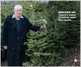 ??  ?? spruced up: ‘Ireland’s oldest Christmas seller’ Paul Sexton