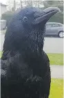  ??  ?? Canuck the Crow