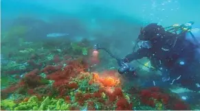  ?? PROJECT REEF SOUTH TARANAKI ?? Right, A diver photograph­s fish living around the project reef.