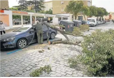  ?? MIGUEL ÁNGEL GONZÁLEZ ?? Un operario retira un árbol de un vehículo en Pío XII.