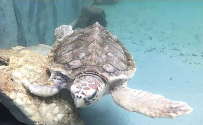  ?? Fotos: Michael Trampert ?? In einem Aquarium im Meeresmuse­um erholt sich eine Schildkröt­e, die sich durch eine Schiffssch­raube am Bein verletzt hat.