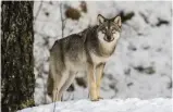  ?? ARKIVBILD ?? Insamlinge­n av vargspilln­ing börjar i november och pågår till slutet av februari, meddelar Naturresur­sinstitute­t.