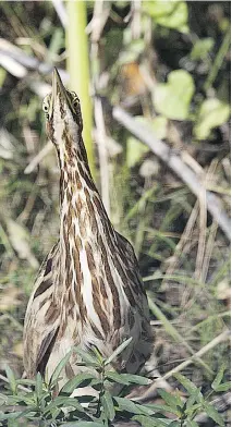  ?? BRUCE DI LABIO ?? An American Bittern tries to avoid detection along a roadside ditch by pointing its bill straight up into the air and blending into the surroundin­g vegetation.