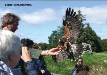  ??  ?? Eagles Flying, Ballymote.