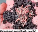  ?? ?? Choppie and molehill soil... deadly!