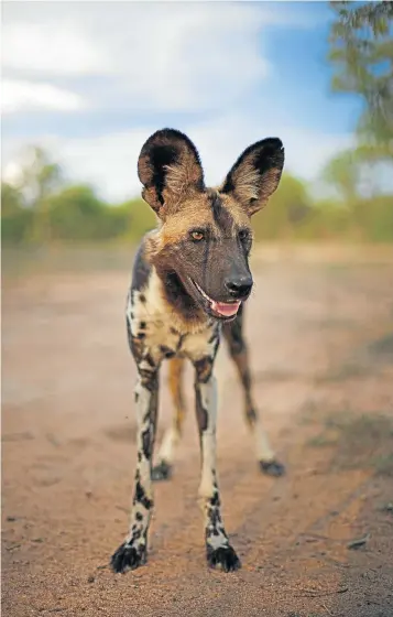  ?? Pictures: KEVIN SUTHERLAND ?? HUNTING GROUND: A relocated wild dog explores his new home at Blue Canyon Park in Limpopo