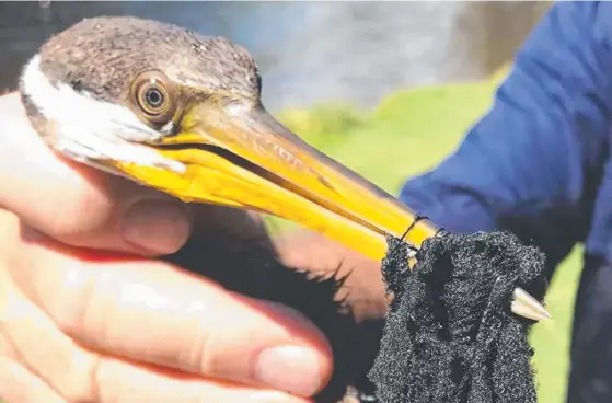  ??  ?? Wildlife rescuer Rowley Goonan says darters are more vulnerable to entangleme­nt than most birds as their beaks are serrated.
