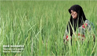  ??  ?? RICE GODDESS Yasmeen in a paddy field in Thennala