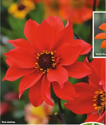  ?? ?? Red dahlias
Torch flower