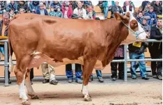  ?? Foto: Zuchtviehv­erband ?? Die genotypisi­erte Spitzenjun­gkuh dieses Marktes war eine Watzmann Tochter, ebenfalls vom Betrieb Schürer Hammon GbR, aus Lehmingen mit Gesamtzuch­twert 126 und Milchwert 124 war sie ihrem Käufer 3600 Euro wert.