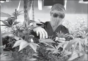  ?? AP/RICARDO ARDUENGO ?? Noel Sola, a cultivatio­n worker at Natural Ventures, inspects marijuana plants in Caguas, Puerto Rico last month.