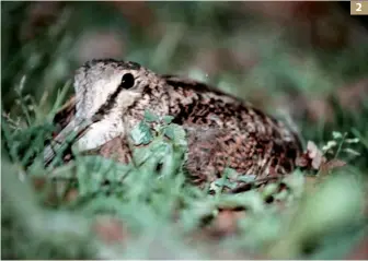  ?? ?? 2. Non sono ormai più rari i casi di ritrovamen­ti di nidi di beccacce nel nostro Paese, specie sulle Alpi. In foto beccaccia sul nido fotografat­a da Gianfranco Guidali nel Parco del Ticino nel 2017
2