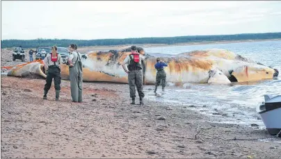  ?? ERIC MCCARTHY/JOURNAL PIONEER ?? Fisheries and Oceans personnel, experts and the curious were on scene to observe as the first of the dead North Atlantic right whales was pulled onto a West Prince beach in June.