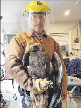  ?? SUBMITTED ?? Murdo Messer of the Cobequid Wildlife Rehabilita­tion Centre holds a young golden eagle, which is recovering after being pulled out of the water last week.