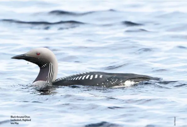  ??  ?? Black-throated Diver, Lochindorb, Highland late May