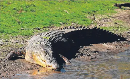  ??  ?? The crocodile attacked Paul Mcclean as he washed his hands in a Sri Lankan river. Picture: Getty.