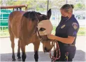  ?? COURTESY OF SAN DIEGO HUMANE SOCIETY ?? Humane Society officer Sgt. Kat Tarnowski comforts the horse that’s recovering after being hit by a car.