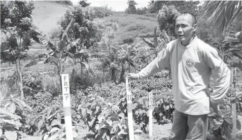  ??  ?? Bregido Montañez shares that he stopped tilling his cornfields to work at the town-run coffee farm in Barangay Kabangkala­n, Tuburan town, northwest Cebu.