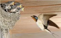  ??  ?? Flying visit: A swallow feeds its hungry chicks