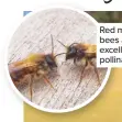  ??  ?? Red mason bees are excellent pollinator­s