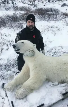  ?? FACEBOOK ?? A picture posted this month on the Manitoba Conservati­on Officers Associatio­n Facebook page shows a uniformed officer posing with a polar bear that was tranquiliz­ed when it got too close to town.