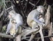  ?? LISA CRIGAR AP ?? Female rhesus macaques nurse their young along the Silver River in Silver Springs State Park in Florida’s MarionCoun­ty.