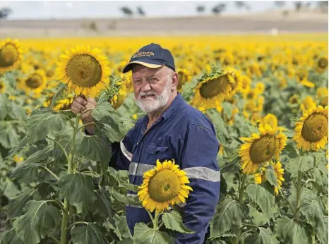  ?? PHOTO: KEVIN FARMER ?? HARDY: Australian Sunflower Associatio­n chariman Kevin Charleswor­th says sunflower crops are competitiv­e with mung beans but without all of the additional crop care and concerns with weather.