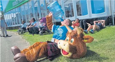  ?? Picture: Alan Richardson. ?? Top: The well matched team of Limousins in the cattle team interbreed competitio­n; above: Hamish the Scotch Beef mascot aka ambassador Alexander Ulrichsen cools off.