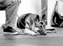  ?? SARAH ESPEDIDO/ORLANDO SENTINEL ?? At K9 Partners for Patriots, a dog learns to stay next to its owner when sitting in public.