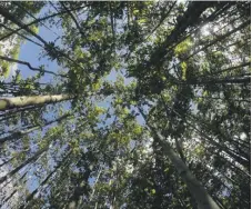  ?? / RHETT BUTLER, MONGABAY ?? Reforestac­ión en Sabah, Malaysia.