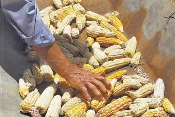  ?? ?? Reducción. De 2018 a 2020, la producción de maíz en el país tuvo una reducción de 59,705 quintales. La Unión es el departamen­to con más bajas desde 2014.