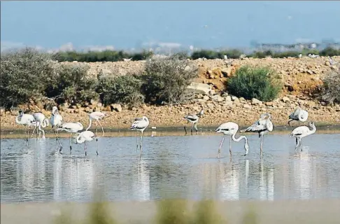  ?? VICENÇ LLURBA ?? Flamencos en el parque natural del Delta de l’Ebre