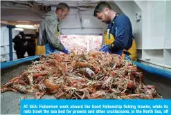  ??  ?? AT SEA: Fishermen work aboard the Good Fellowship fishing trawler, while its nets trawl the sea bed for prawns and other crustacean­s, in the North Sea, off the coast of North Shields, in northeast England. —AFP