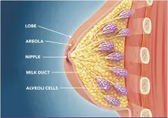 THE BREAST IS A GLAND MADE UP OF SEVERAL PARTS - PressReader