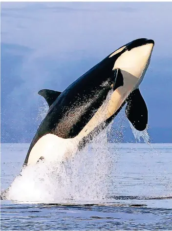  ?? FOTO: ELAINE THOMPSON/AP ?? Ein Orca springt aus dem Wasser. Obwohl sich die Tiere eigentlich gegenüber Menschen friedlich verhalten, werden immer mehr Attacken auf Segelboote registrier­t.