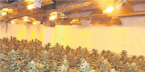  ?? FOTO: POLIZEI KLEVE ?? Immer wieder entdeckt die Polizei versteckte Cannabis-Plantagen. Der Anbau erfolgt oft profession­ell. Je nach Größe der Plantage werden Lampen installier­t und Personal angestellt, um die Pflanzen rund um die Uhr versorgen und bewachen zu können.