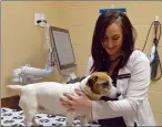  ?? NEWS PHOTO MO CRANKER ?? Dr. Andrea Storch examines Sophie Thursday at the Cypress View Veterinary Clinic. Storch was recently named the Young Veterinari­an of the Year.