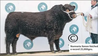  ??  ?? Nunnerie Xenon fetched a record 25,000gns.