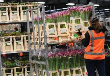  ??  ?? Flowers are processed in the Royal FloraHolla­nd Aalsmeer.