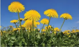  ?? Photograph: Martin Ruegner/Getty Images ?? ‘A bank of dandelions thick in flower: these are majestic plants.’