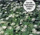  ??  ?? Som allt ogräs behöver kirskålen solljus.