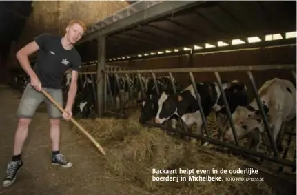  ?? FOTO PHOTOPRESS.BE ?? Backaert helpt even in de ouderlijke boerderij in Michelbeke.