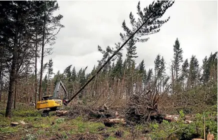  ?? PHOTO: TONY BENNY/STUFF ?? Forestland­s companies are headed for liquidatio­n, but questions remain over a big tax bill.